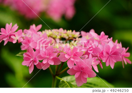 紫陽花 歌合せ4 紫陽花 歌合せ4 49246250