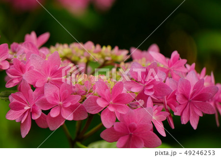 紫陽花 歌合せ2 紫陽花 歌合せ2 49246253