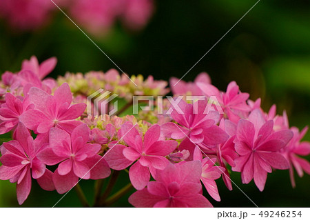 紫陽花 歌合せ3 紫陽花 歌合せ3 49246254