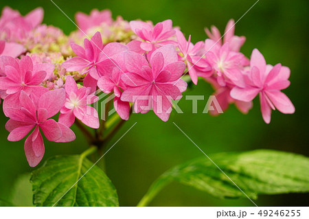 紫陽花 歌合せ10 紫陽花 歌合せ10 49246255