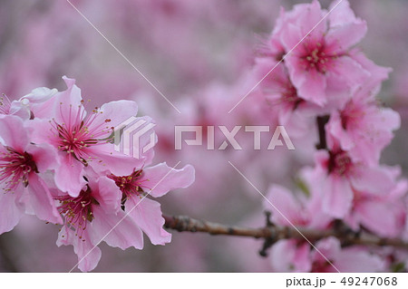 桃の花 桃の花 49247068