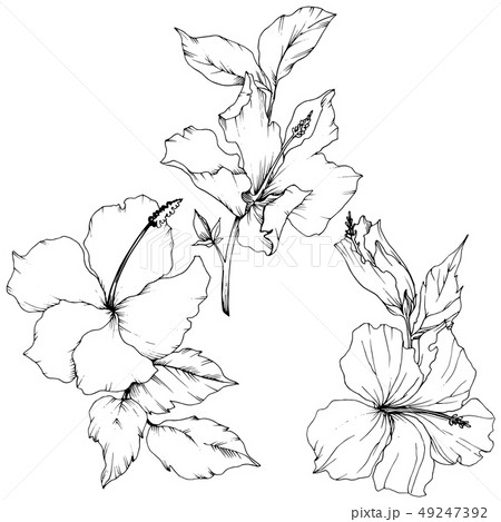 Vector Hibiscus floral botanical flower. Black and white engraved ink art. Isolated hibiscus Vector Hibiscus floral botanical flower. Black and white engraved ink art. Isolated hibiscus 49247392