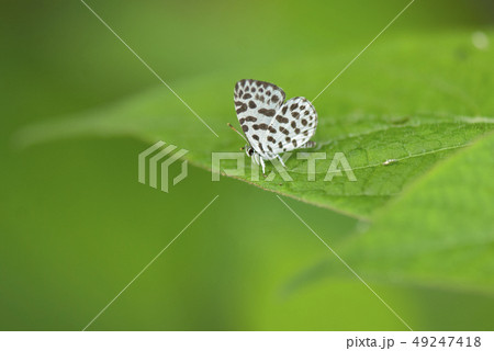 ゴイシシジミ ゴイシシジミ 49247418
