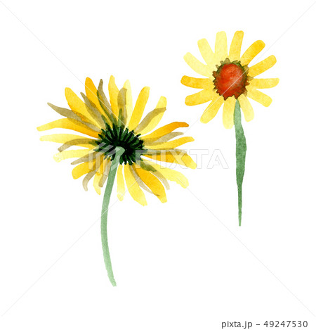 Yellow daisy floral botanical flower. Watercolor background illustration set. Isolated daisybushes 49247530
