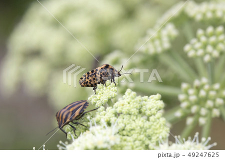 アカスジカメムシ アカスジカメムシ 49247625