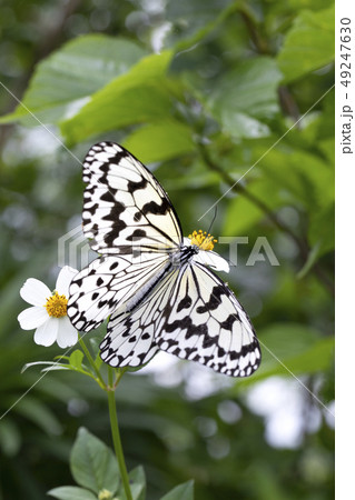 オオゴマダラ 49247630