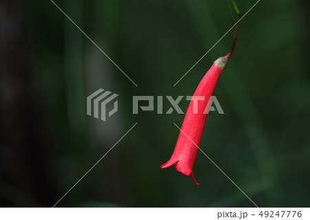草花 草花 49247776