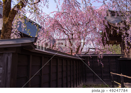 秋田県 仙北市 角館のしだれ桜 樺細工伝承館の門 秋田県 仙北市 角館のしだれ桜 樺細工伝承館の門 49247784