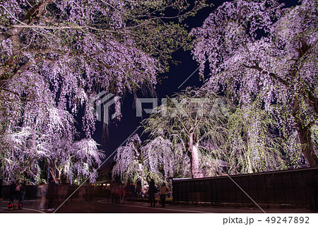 秋田県　仙北市　角館　しだれ桜のライトアップ 49247892