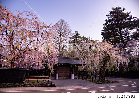 秋田県　仙北市　角館のしだれ桜　朝の武家屋敷 49247893
