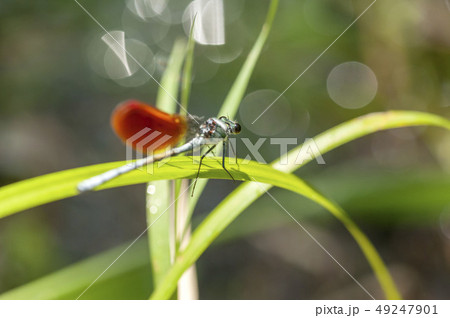 カワトンボ 49247901