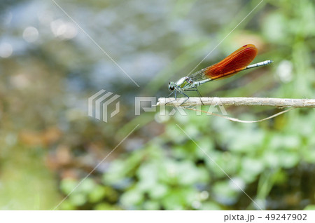 カワトンボ 49247902