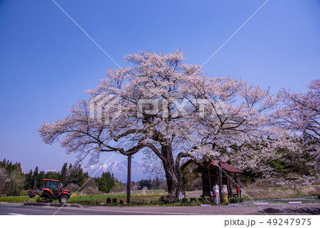 岩手県 雫石町 長山の弘法桜 小さな祠 雪の岩手山の写真素材