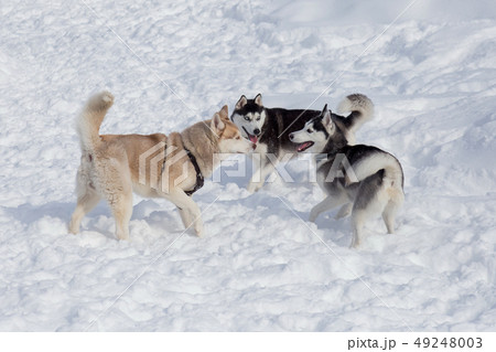 Three siberian husky are playing on a white snow. 49248003
