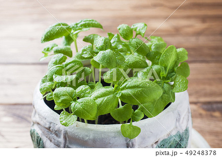 Seedlings of Basil in a ceramic pot. Green seedlin 49248378