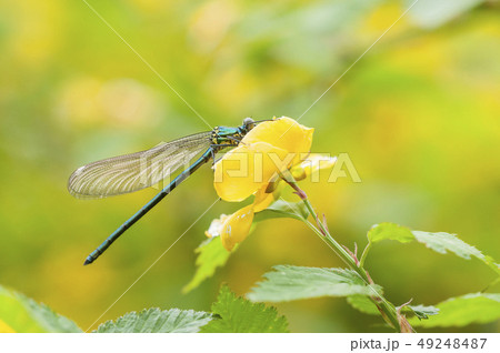 カワトンボ 49248487
