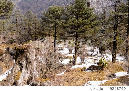 Landscape with fir trees forests mountains winter 49248749