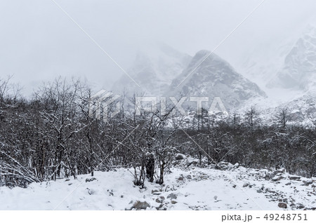 White snow on field and frost on forest trees 49248751