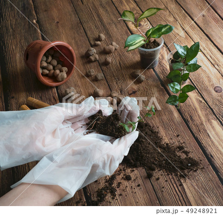 Transplantation of houseplants. Cultivation plants 49248921