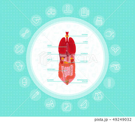 Cartoon human body organs concept with stomach lungs kidneys heart liver intestine reproductive Cartoon human body organs concept with stomach lungs kidneys heart liver intestine reproductive 49249032