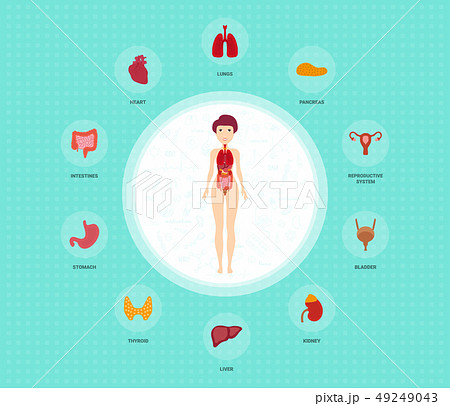 Human anatomy infographic elements with set of internal organs placed in female body. Woman Human anatomy infographic elements with set of internal organs placed in female body. Woman 49249043