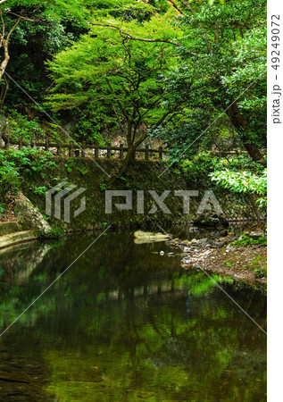 明治の森箕面国定公園・新緑の滝道の風景 明治の森箕面国定公園・新緑の滝道の風景 49249072