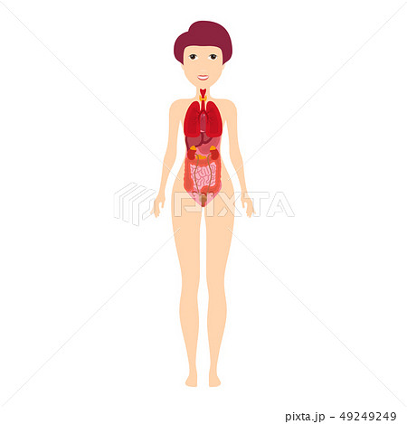 Human Body Anatomy - Lungs, Heart, Liver, Intestines 49249249
