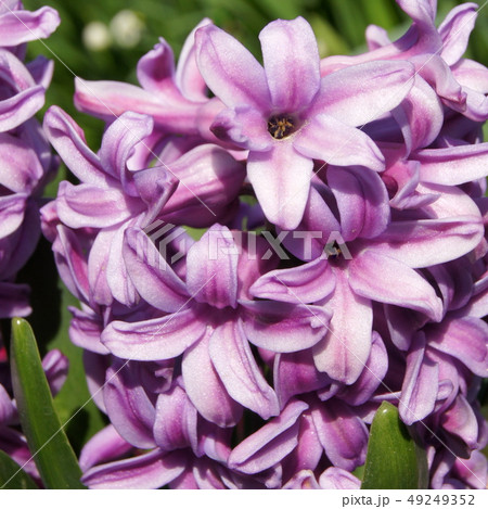 ヒアシンス 49249352