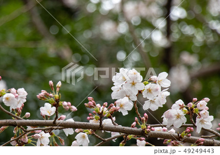 桜　ソメイヨシノ　千葉県市川市里見公園 49249443
