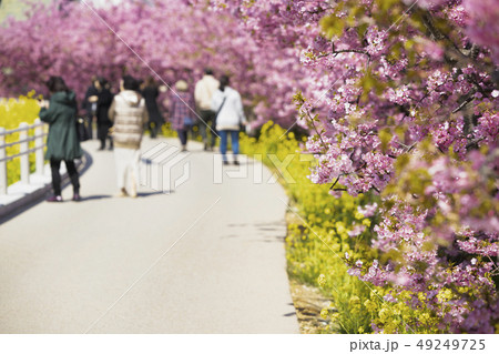 田原の河津桜　2019 49249725