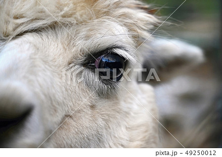 Eye of a llama. Detailed photo of animal eye. 49250012