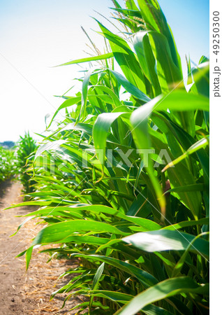 Maize on the field Maize on the field 49250300