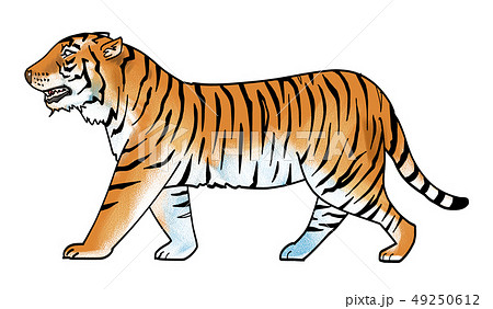 動物画像無料 最高かつ最も包括的な虎 イラスト リアル