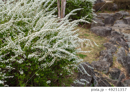 春の訪れ　雪柳 49251357