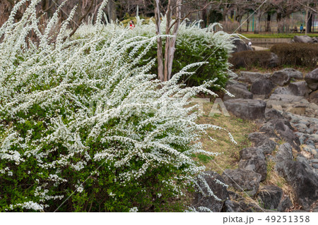 春の訪れ　雪柳 49251358