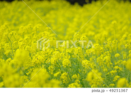 菜の花畑 49251367
