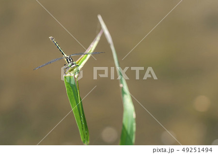 コサナエ 49251494