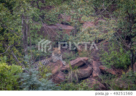 Leopard laying on a rock in Welgevonden. Leopard laying on a rock in Welgevonden. 49251560