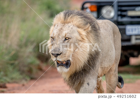 Male Lion walking in the road with a car behind. Male Lion walking in the road with a car behind. 49251602