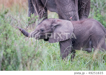 Baby Elephant calf standing in the grass. 49251635