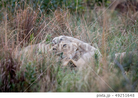 Two Lions bonding in the high grass. Two Lions bonding in the high grass. 49251648
