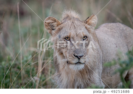 Close up of a young male Lion in the high grass. Close up of a young male Lion in the high grass. 49251686