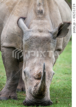 Close up of a White rhino in the grass. Close up of a White rhino in the grass. 49251724