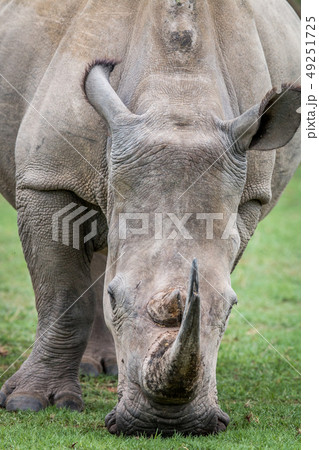 Close up of a White rhino in the grass. Close up of a White rhino in the grass. 49251725