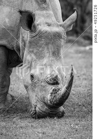 Close up of a White rhino in the grass. 49251726
