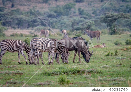 Zebras, Blue wildebeests, Elands on a grass plain. 49251740