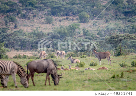 Zebras, Blue wildebeests, Elands on a grass plain. 49251741