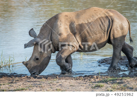 Baby White rhino calf playing in the water. Baby White rhino calf playing in the water. 49251962