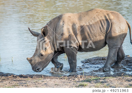Baby White rhino calf playing in the water. 49251963