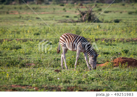 Baby Zebra grazing on an open plain. Baby Zebra grazing on an open plain. 49251983
